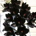 Fdk. After Dark 'Black Diamond'