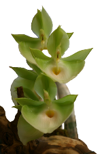 Ctsm. pileatum 'Jumbo Green Gold' HCC/AOS