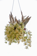 Clo. Jumbo Circle 'Claire' AM/AOS