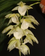 Cycd. Stephen Moffitt 'Sunset Valley Orchids' HCC/AOS